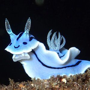 Meet your Posher, Meredith